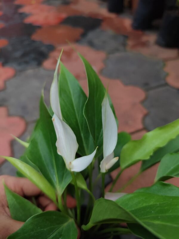 ANTHURIUM  Jolly Lilly