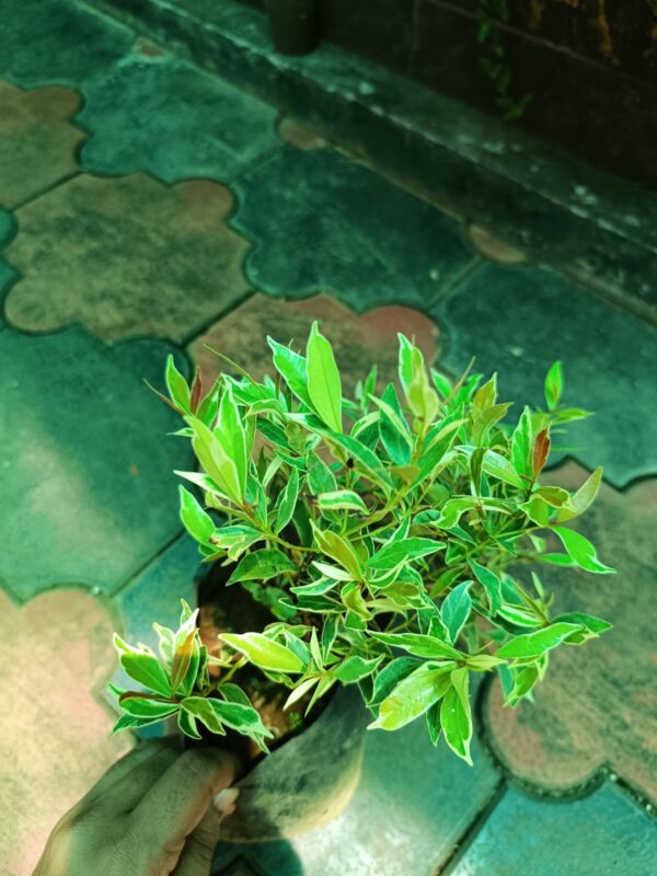 Variegated Eugenia - Image 3