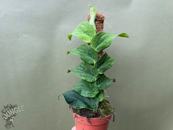 RHAPHIDOPHORA KORTHALSII