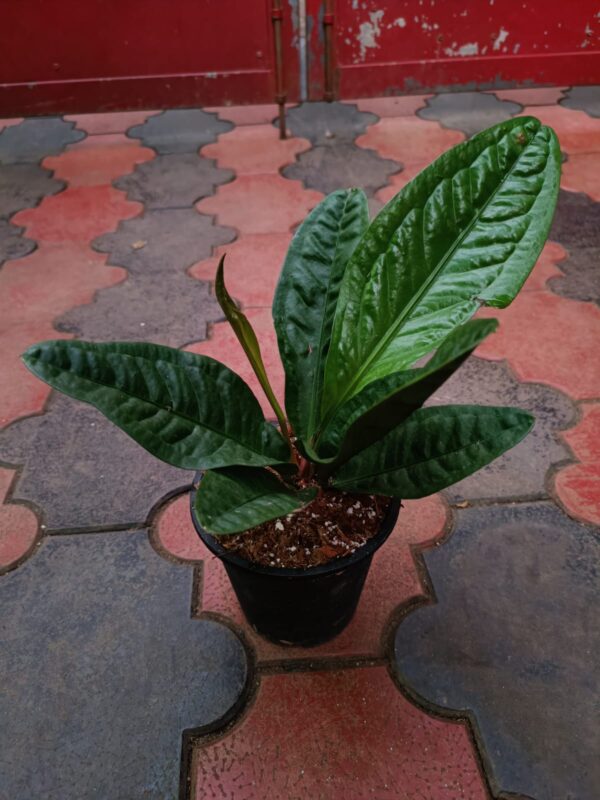 Anthurium Superbum Narrow Form - Image 2