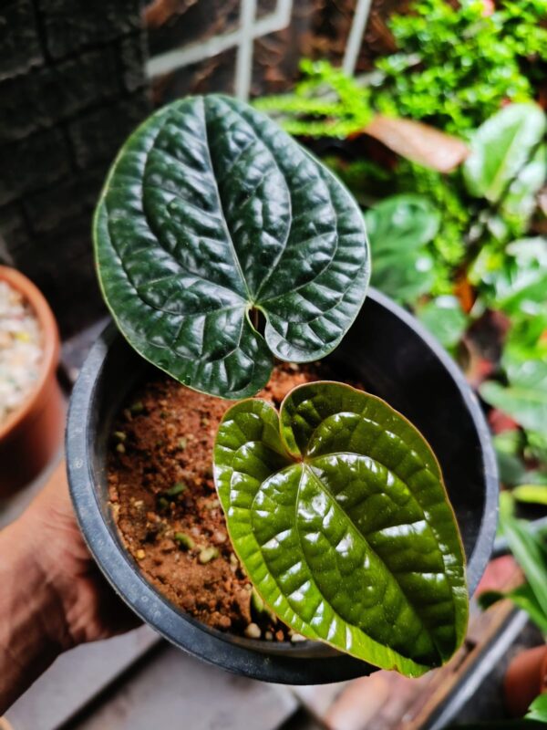 Anthurium Luxurians  DARK FORM - Image 2