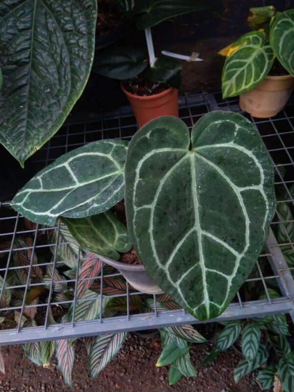 Anthurium Regale x Crystallinum Narrow Form
