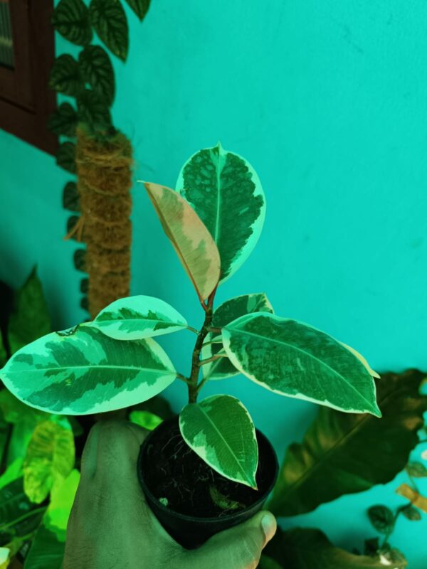 Rubber Plant Varigated - Image 3