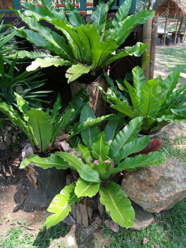 BIRD NEST FERN - Image 3