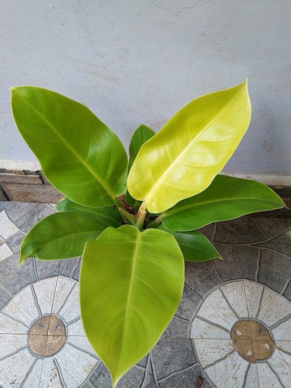 Philodendron Rush - Image 2