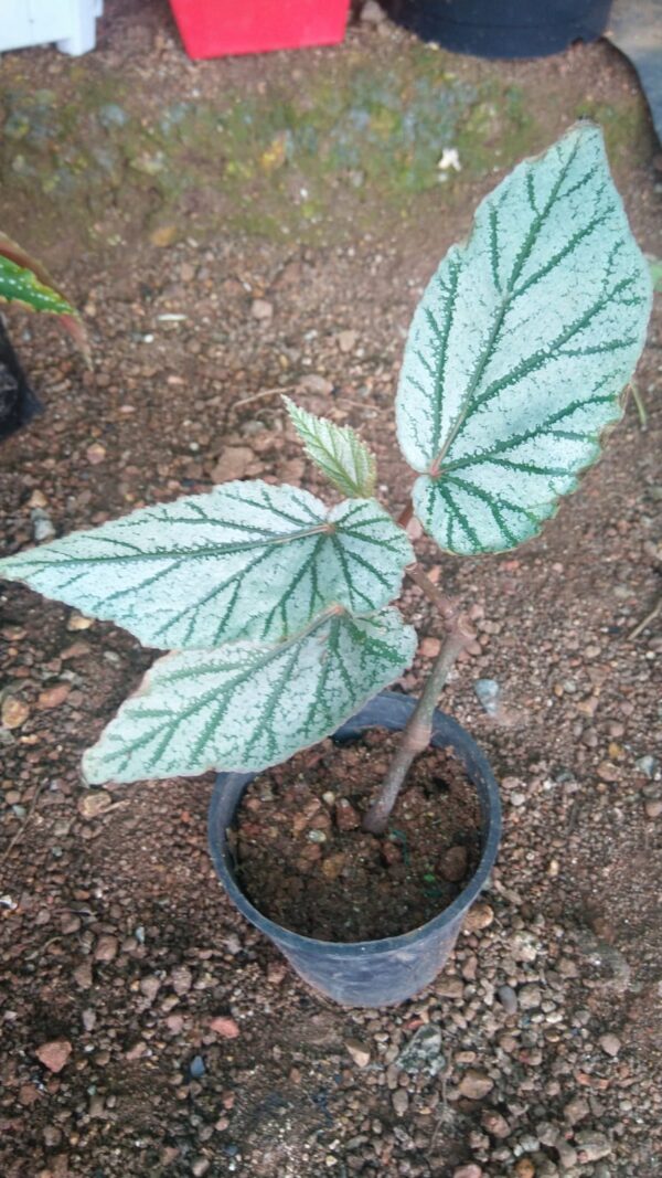 Begonia - 3. - Image 2