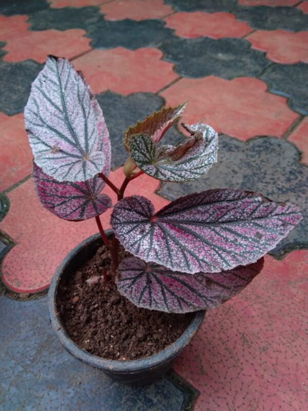 Begonia - 5 - Image 2