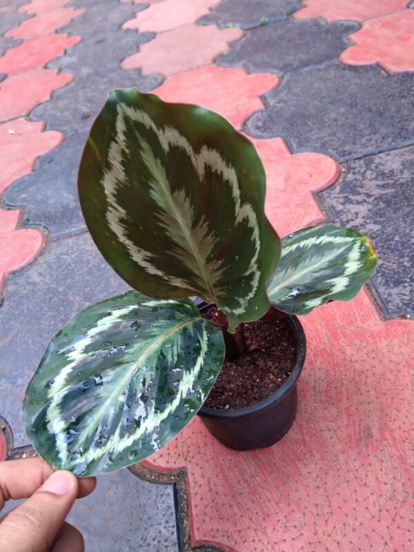 Calathea 3 - Image 2