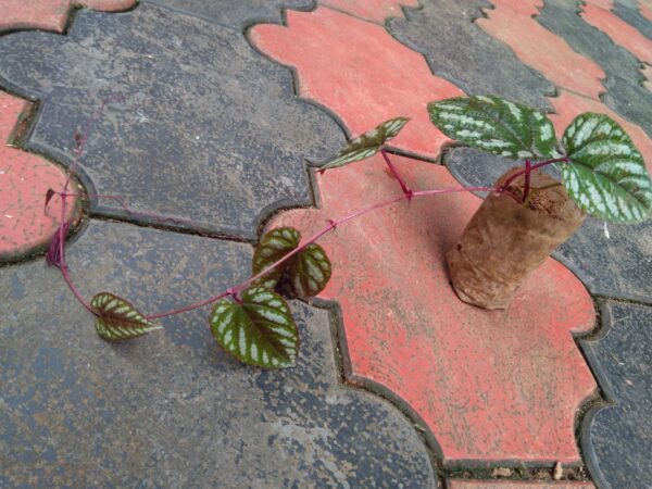 Cissus Discolor - Image 2