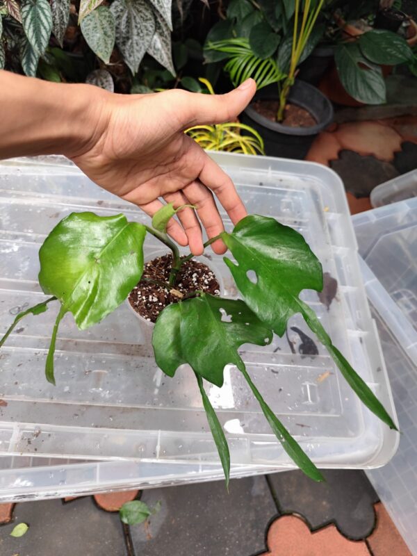 Epipremnum Skelton Key Matured - Image 2