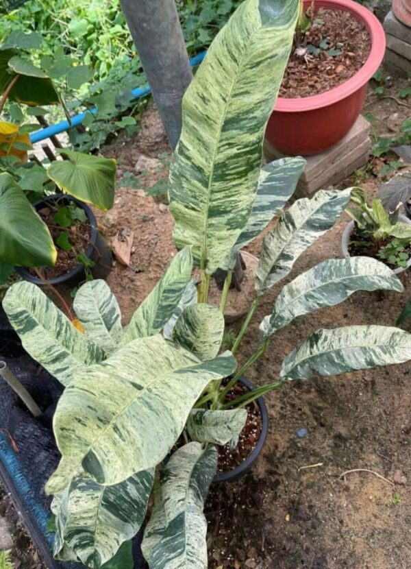 Epipremnum gigantum variegated - Image 2