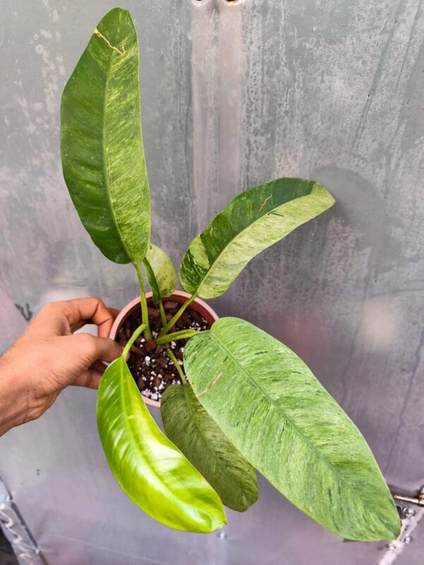 Epipremnum gigantum variegated