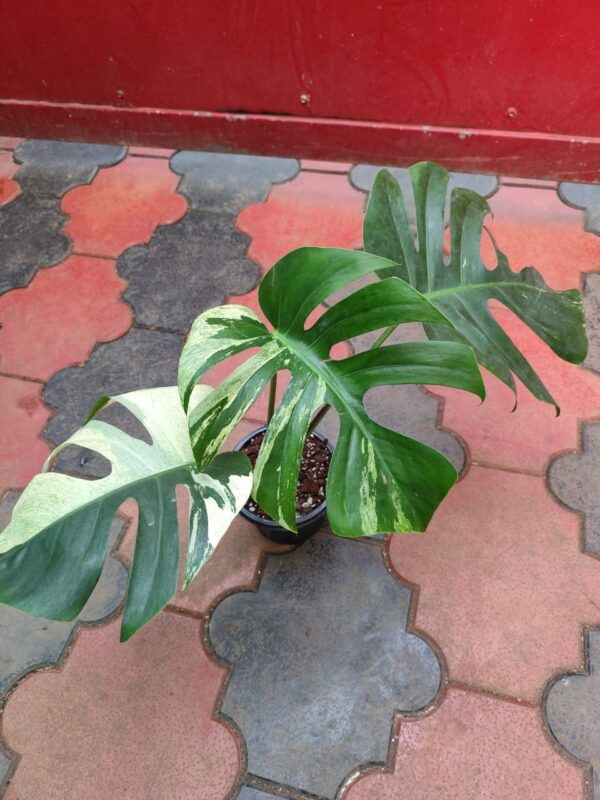 Monstera Mint Variegated - Image 2
