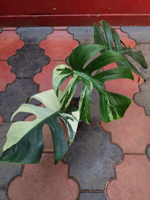 Monstera Mint Variegated - Image 3