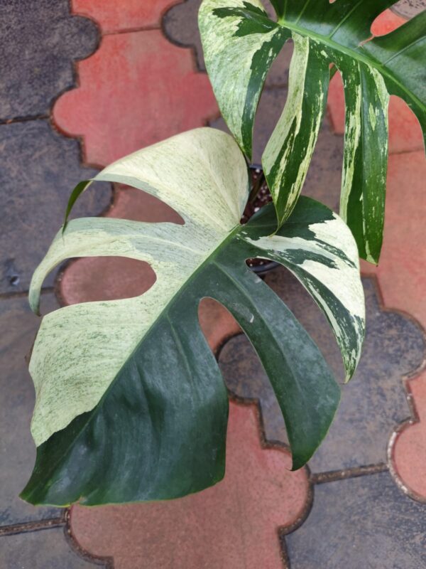 Monstera Mint Variegated - Image 4