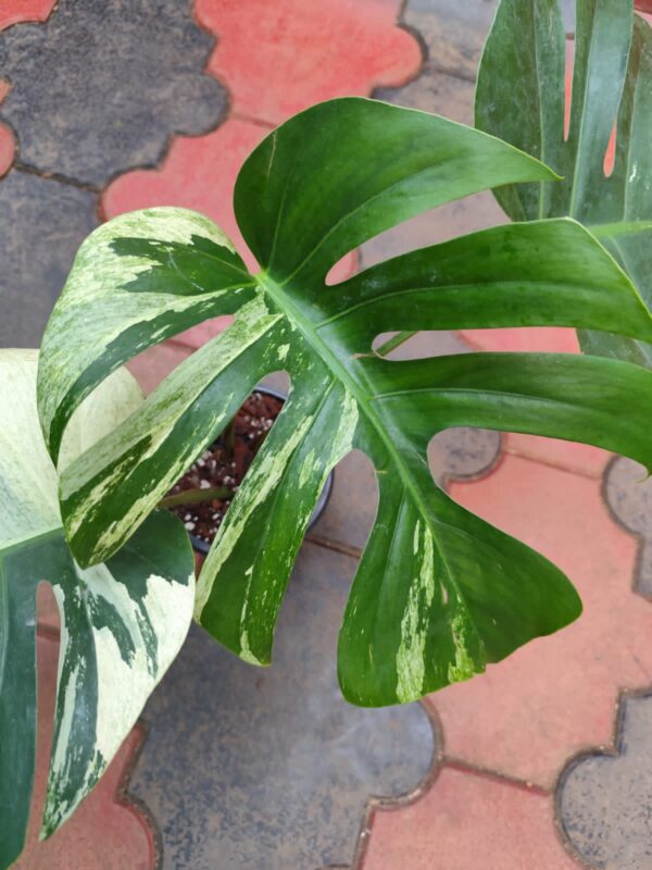 Monstera Mint Variegated - Image 5