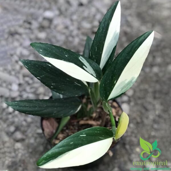 Monstera Standleyana Variegated
