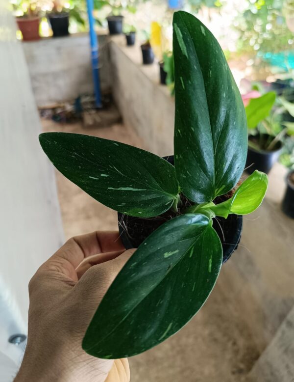 Monstera Standleyana Variegated - Image 2