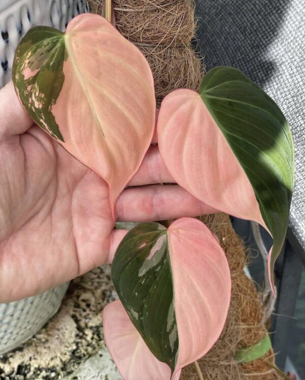 Philo Micans Pink Variegated