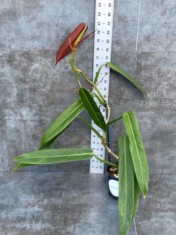 Philodendron Bicolour
