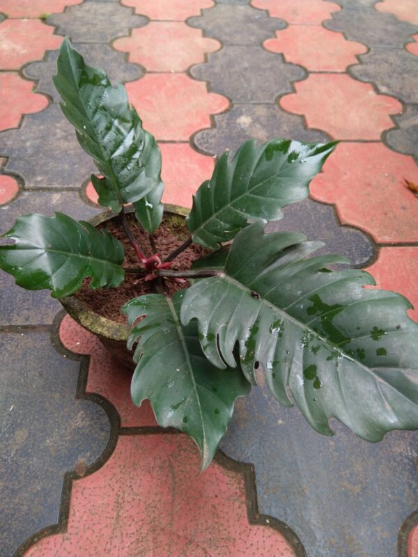 Philodendron Choco Empress