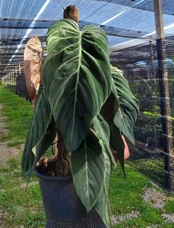 Philodendron Gigas