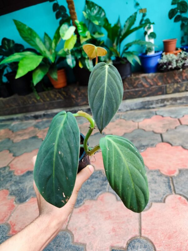 Variegated Subhastatum. - Image 2