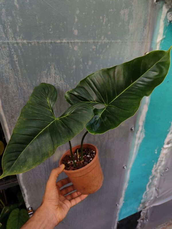 Philodendron Lupinum Mature Form - Image 2