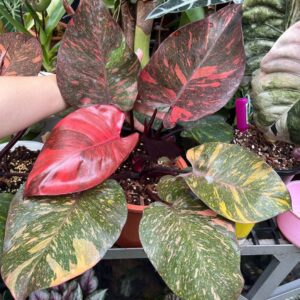 Philodendron Orange Princess