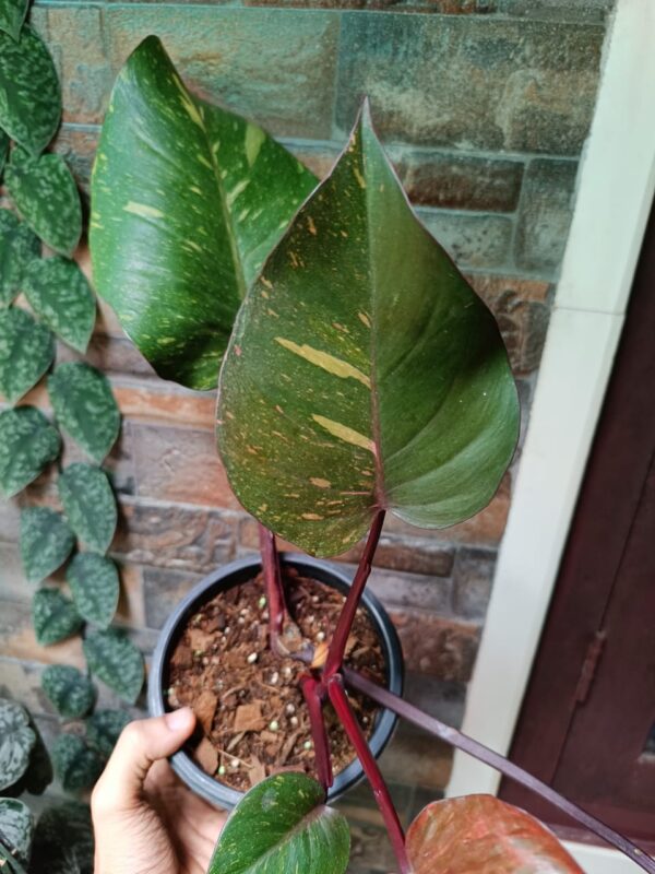 Philodendron Orange Princess - Image 2