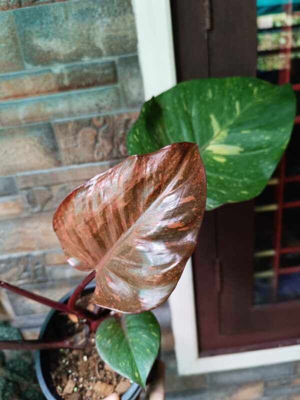 Philodendron Orange Princess - Image 3