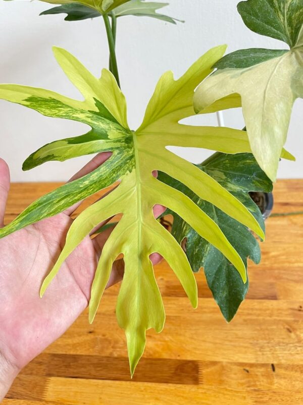 Philodendron Radiatum Variegated