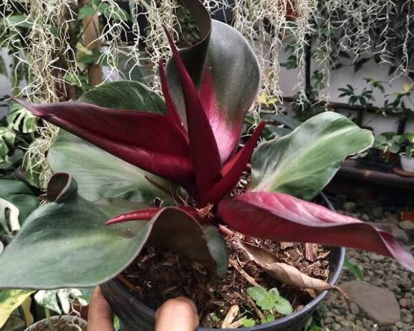 Philodendron Red Heart  ( Big size )