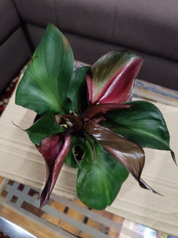 Philodendron Red Heart  ( Big size ) - Image 2