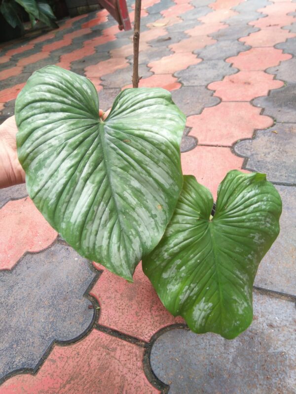 Philodendron Silver Cloud Big size - Image 3