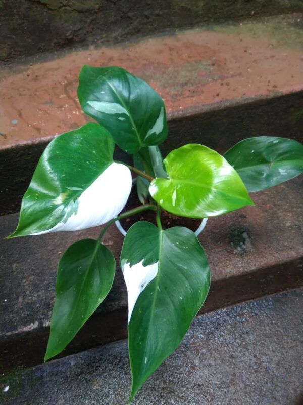 Philodendron White Princess. - Image 2