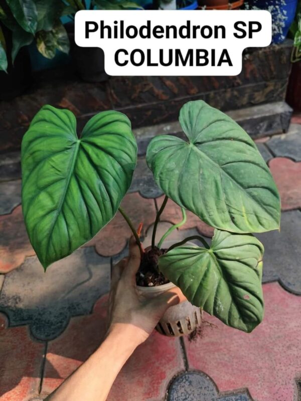 S P COLUMBIA Matured Plant - Image 2
