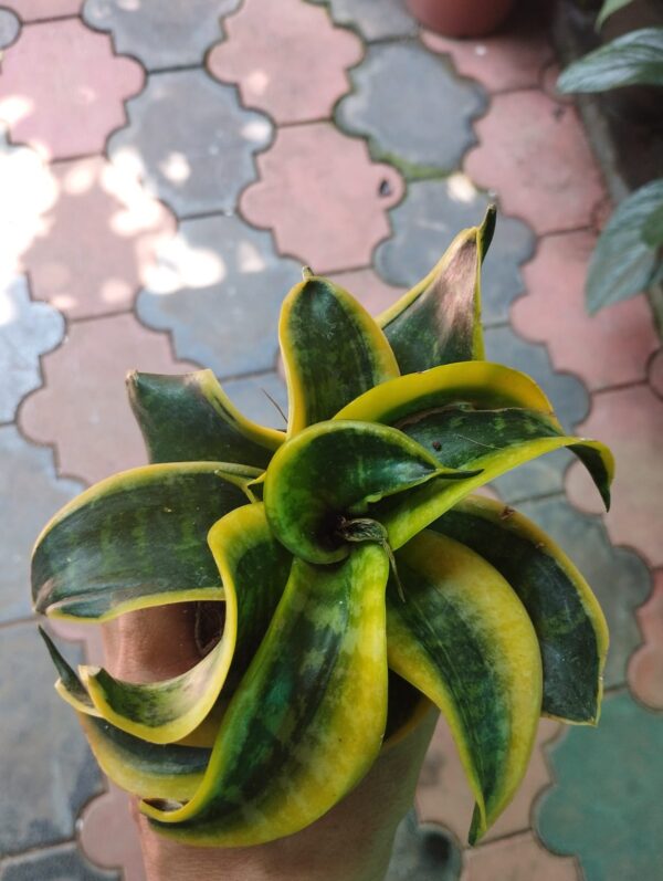 SANSEVIERIA Twisted