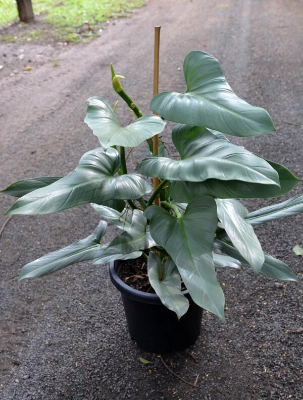 SILVER SWORD MATURED FORM