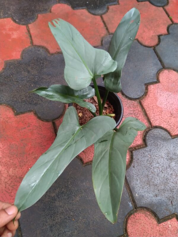 SILVER SWORD MATURED FORM - Image 3