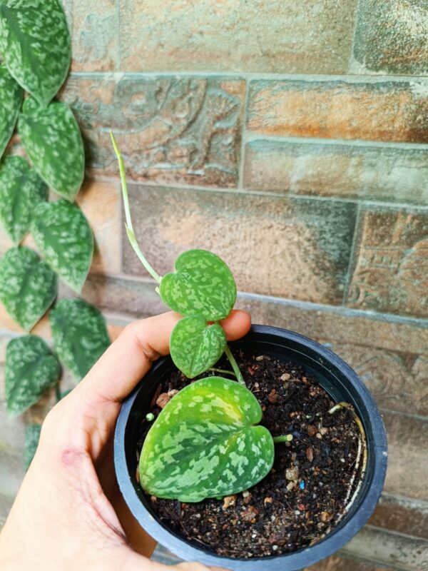 Scindapsus Snake Scale - Image 2