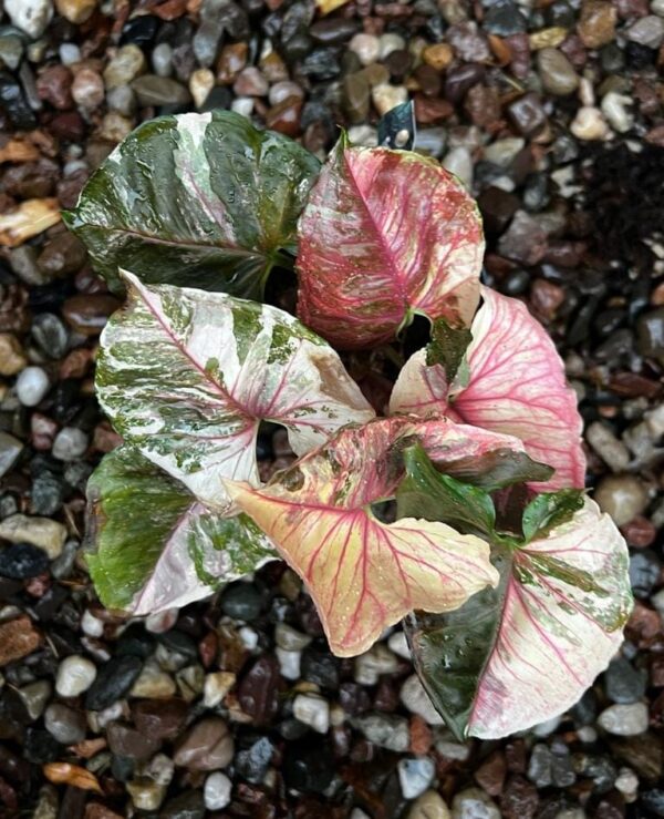 Singonium Strawberry Ice