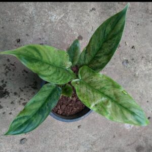 Variegated Subhastatum.