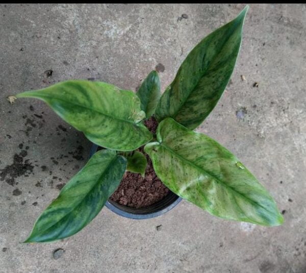 Variegated Subhastatum.