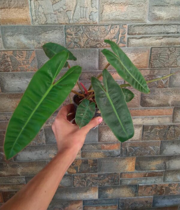 Philodendron Billietiae - Image 2