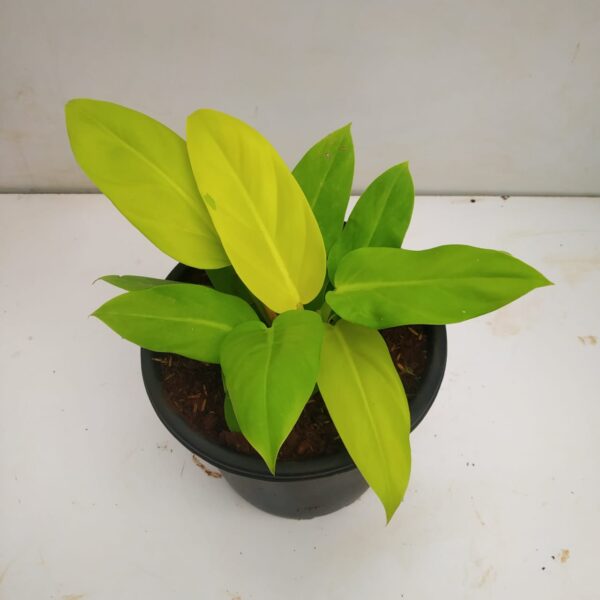 PHILADENDRON GOLDEN MELINONII