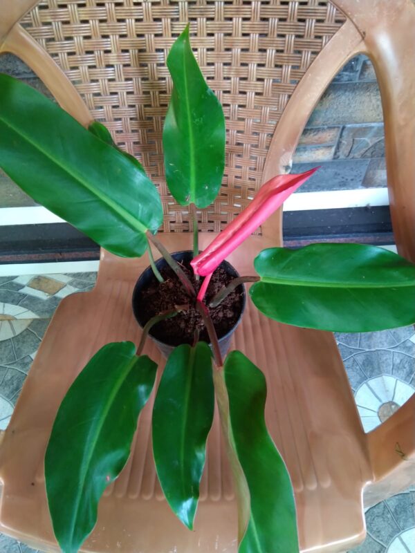 Philodendron Prince of Albert - Image 3