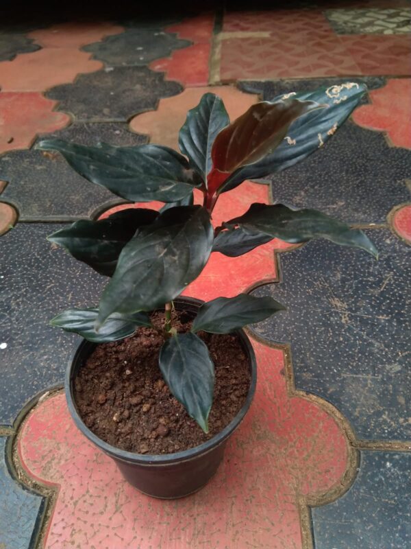 Philodendron Rhodospatha - Image 2