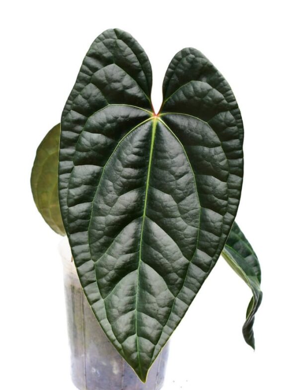 Anthurium Black Diamond Narrow Form