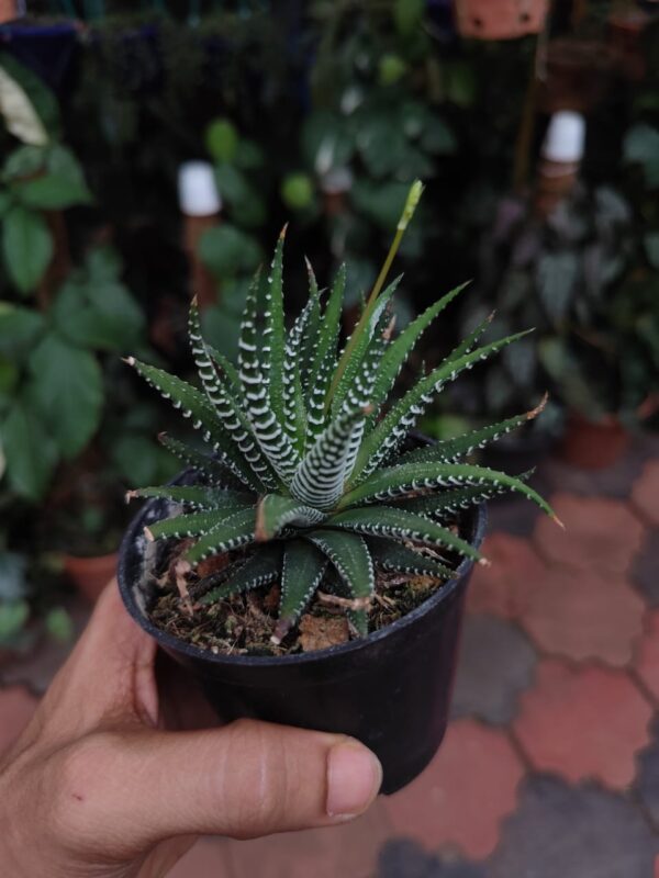 Haworthia Zebra - Image 3
